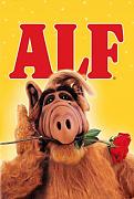 Click image for larger version

Name:	ALF.jpg
Views:	1
Size:	25.6 KB
ID:	38234